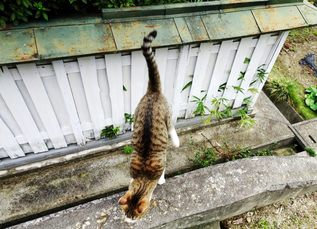 ねこ、風太 巡回