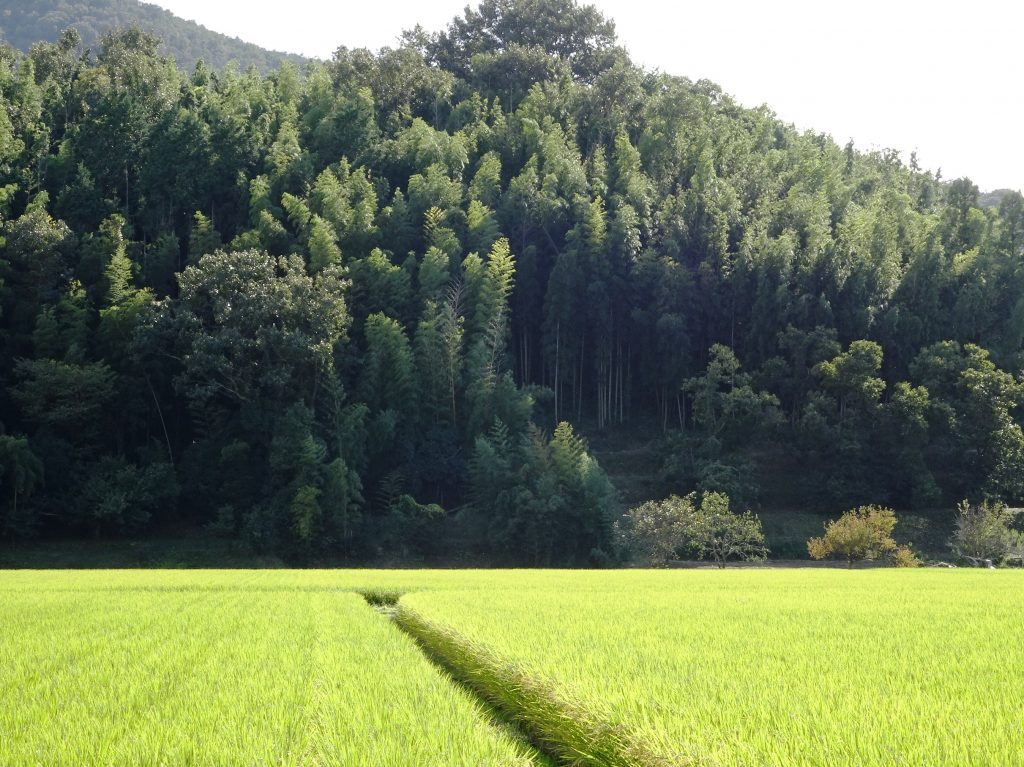 田舎の秋