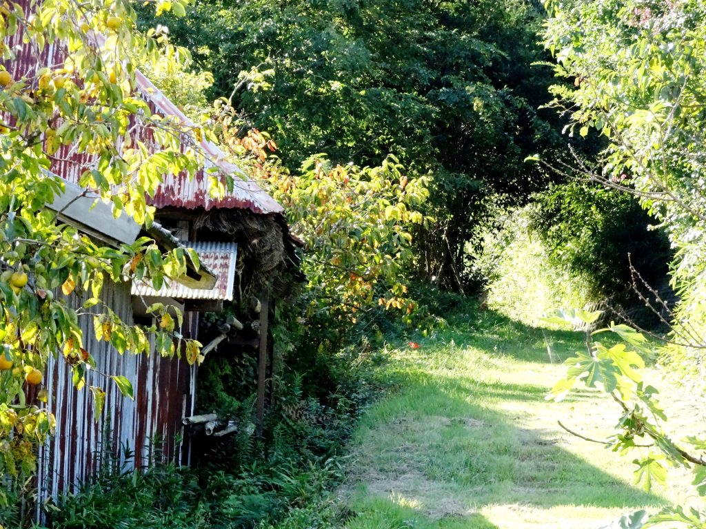 田舎の秋