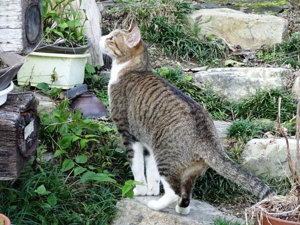 ねこ、風太 巡回