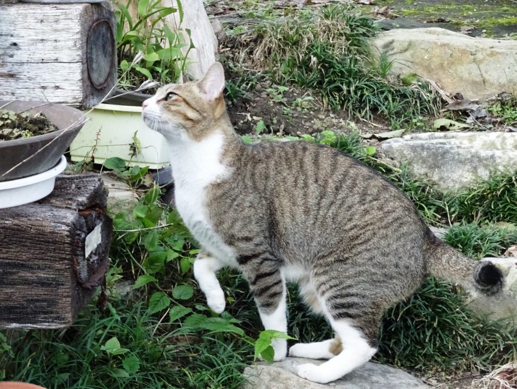 ねこ、風太 巡回