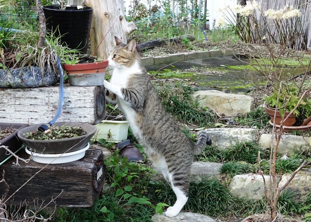 ねこ、風太 巡回