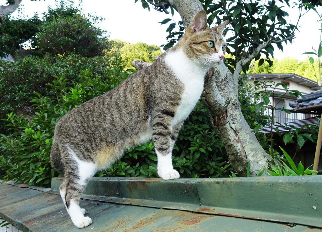 ねこ、風太 巡回