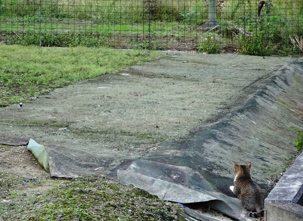 ねこ、風太 巡回