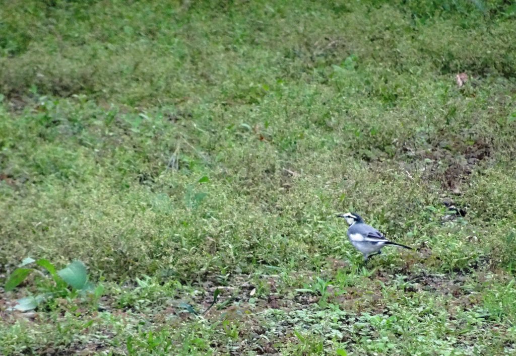 小鳥さん、お食事中