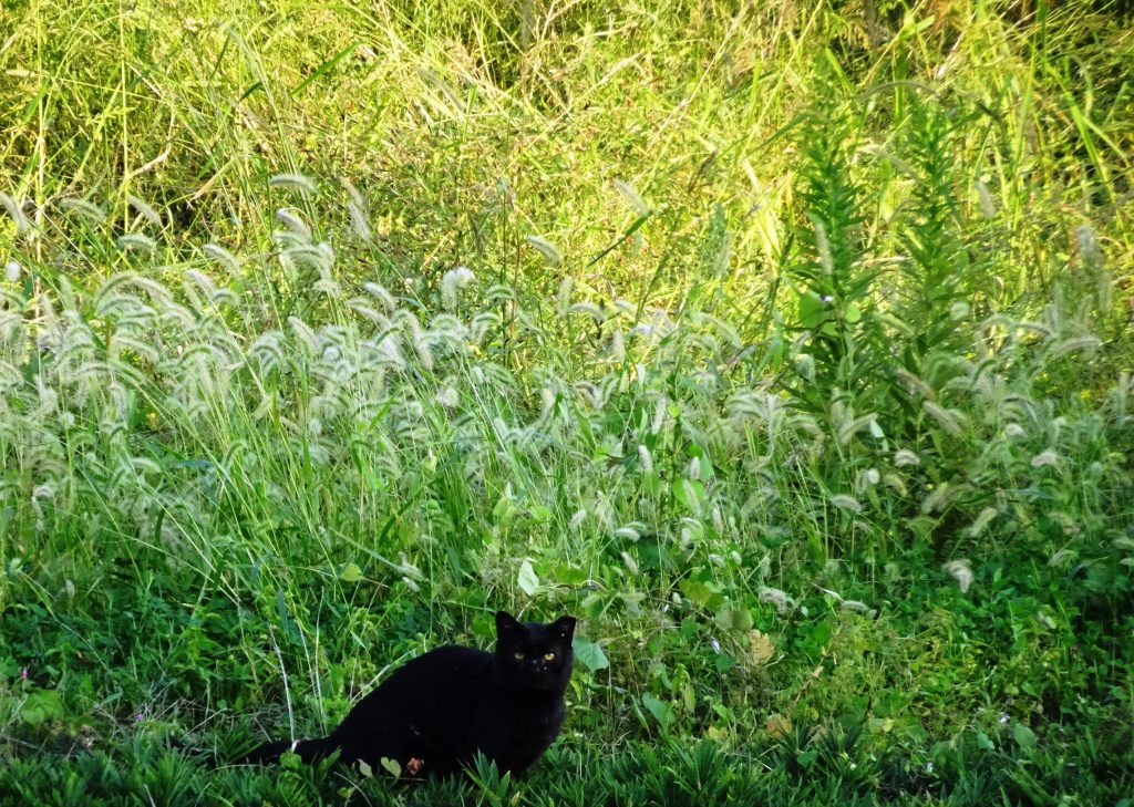 くろねこ