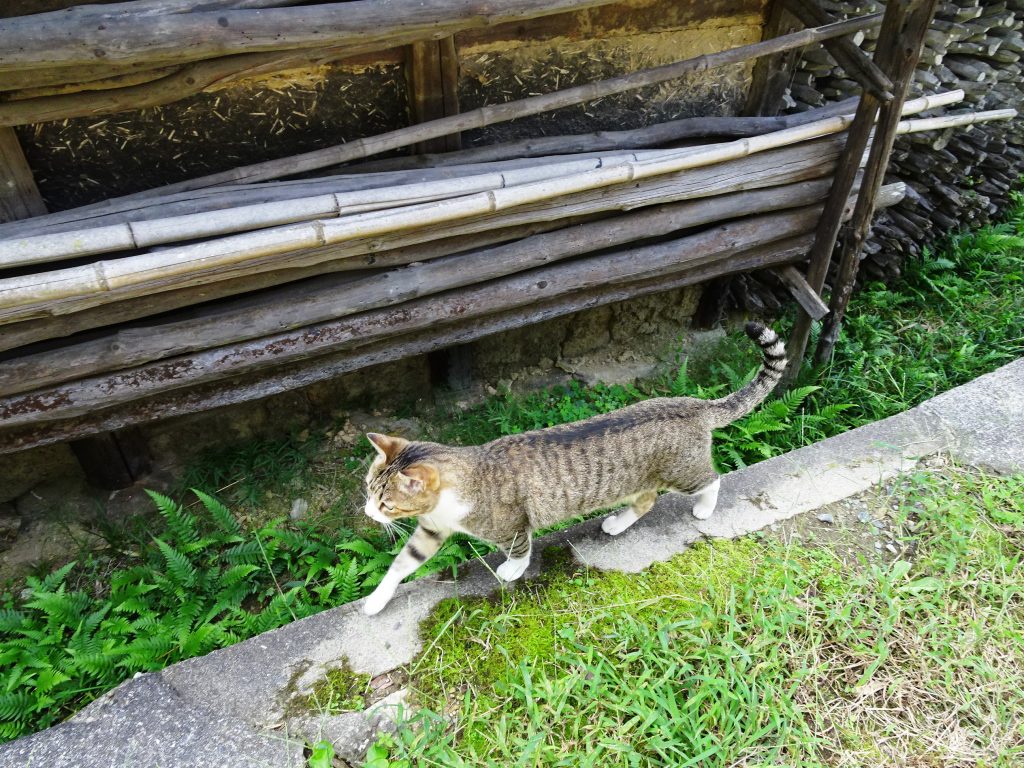 ねこ、風太 巡回
