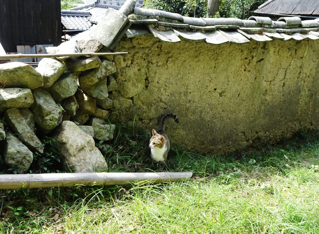 ねこ、風太 巡回