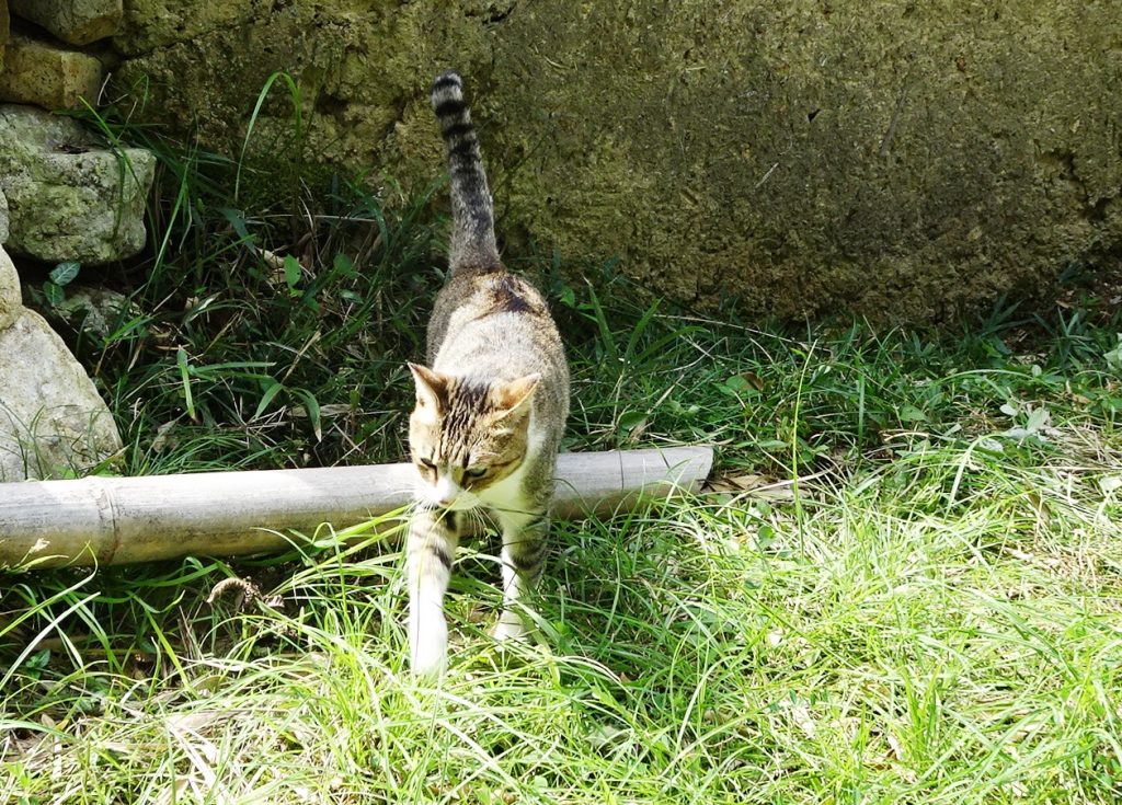 ねこ、風太 巡回