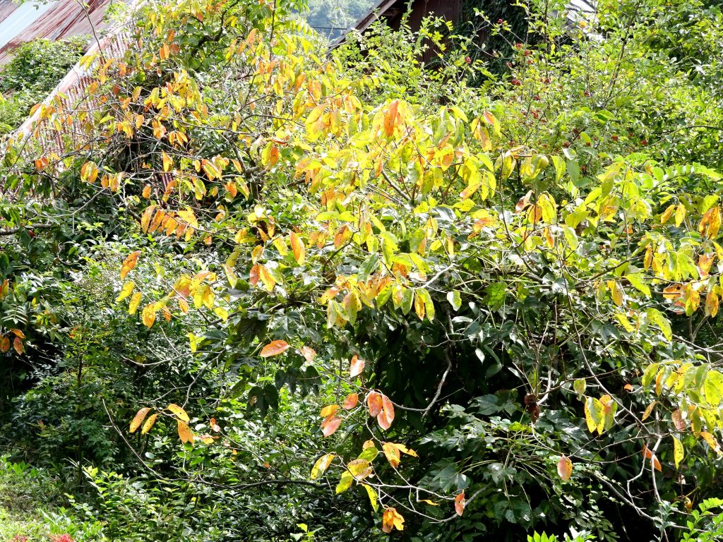 柿の紅葉