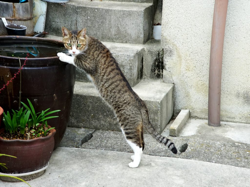 ねこ、風太 巡回