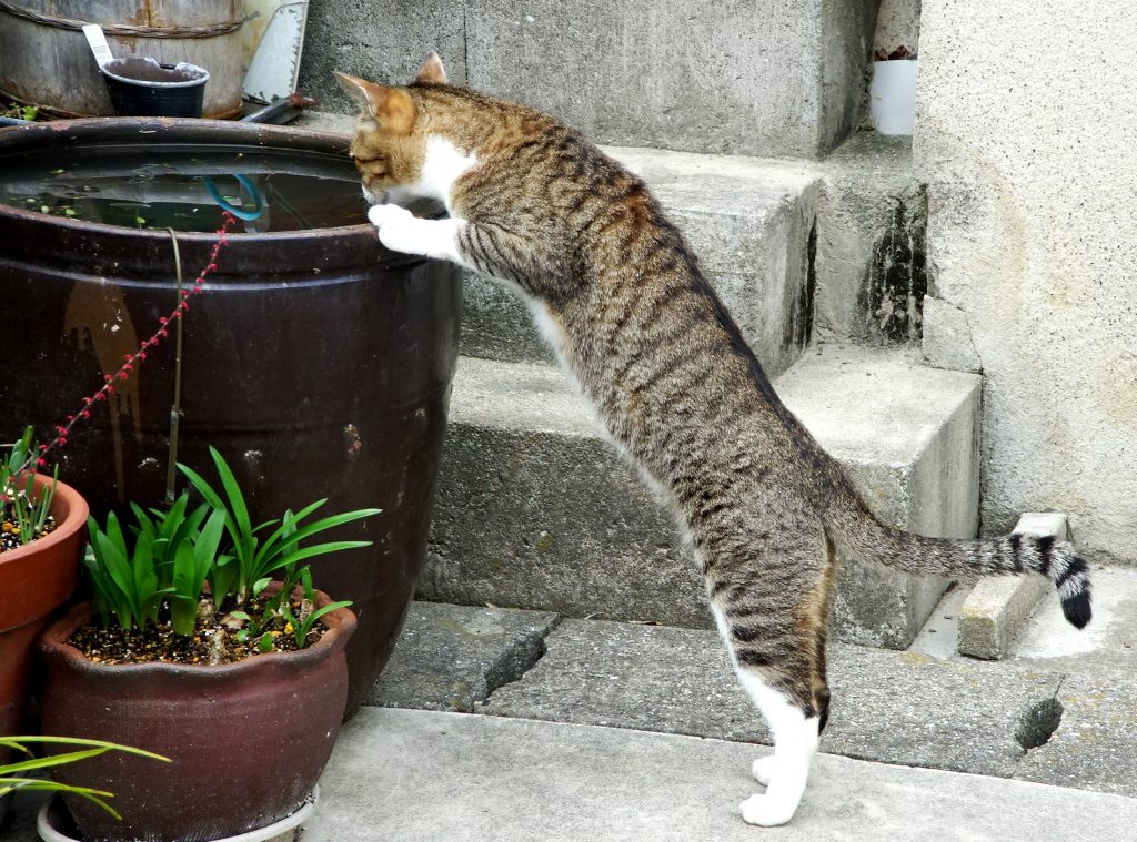 ねこ、風太 巡回