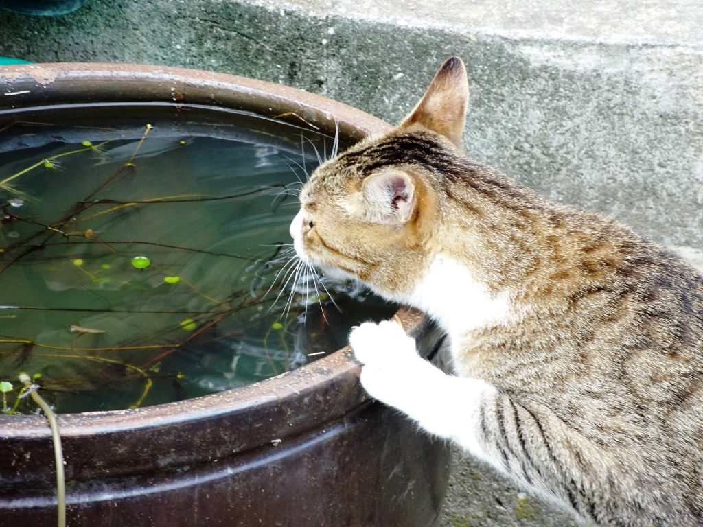 ねこ、風太 巡回
