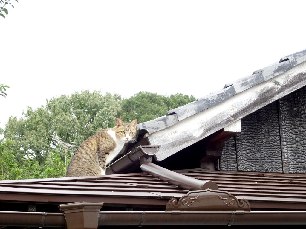 ねこ、風太 巡回