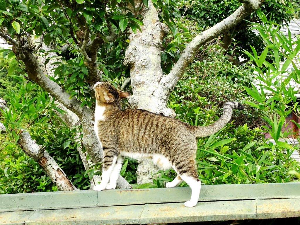 ねこ、風太 巡回