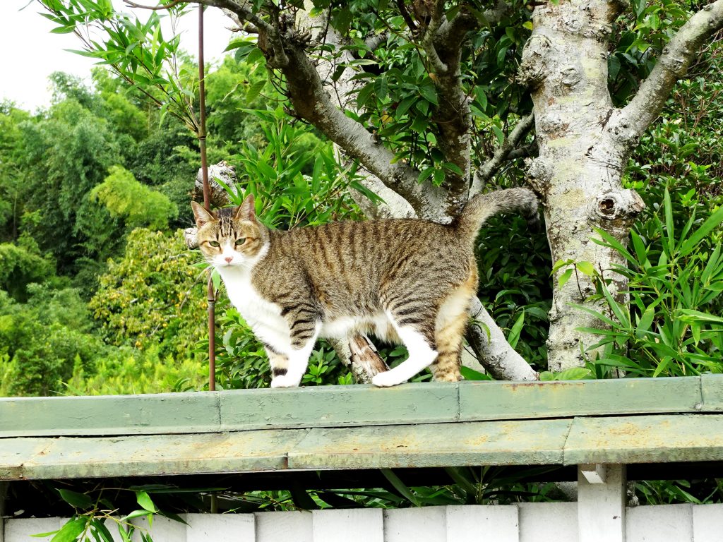 ねこ、風太 巡回
