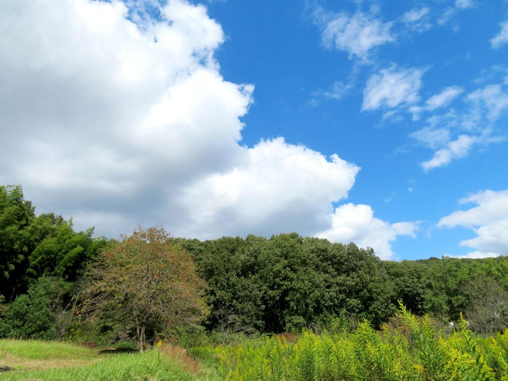 田舎の秋