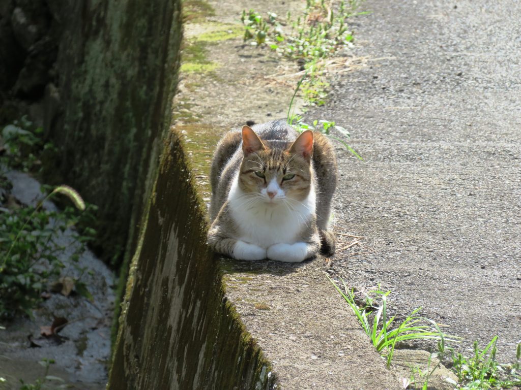 ねこ、風太 巡回