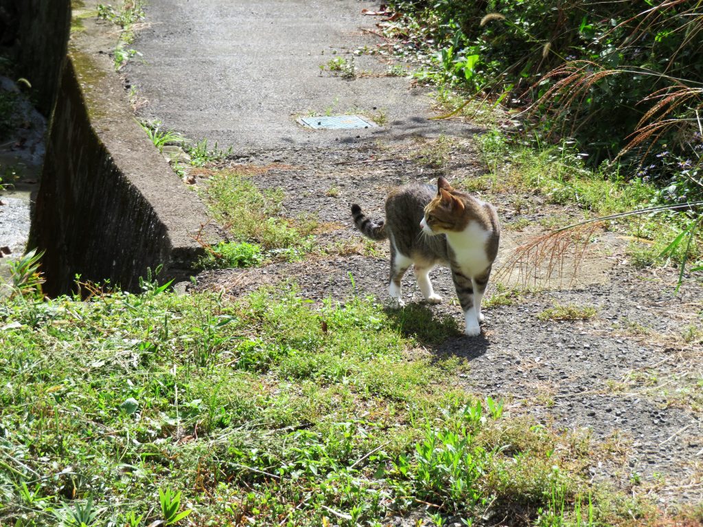 ねこ、風太 巡回