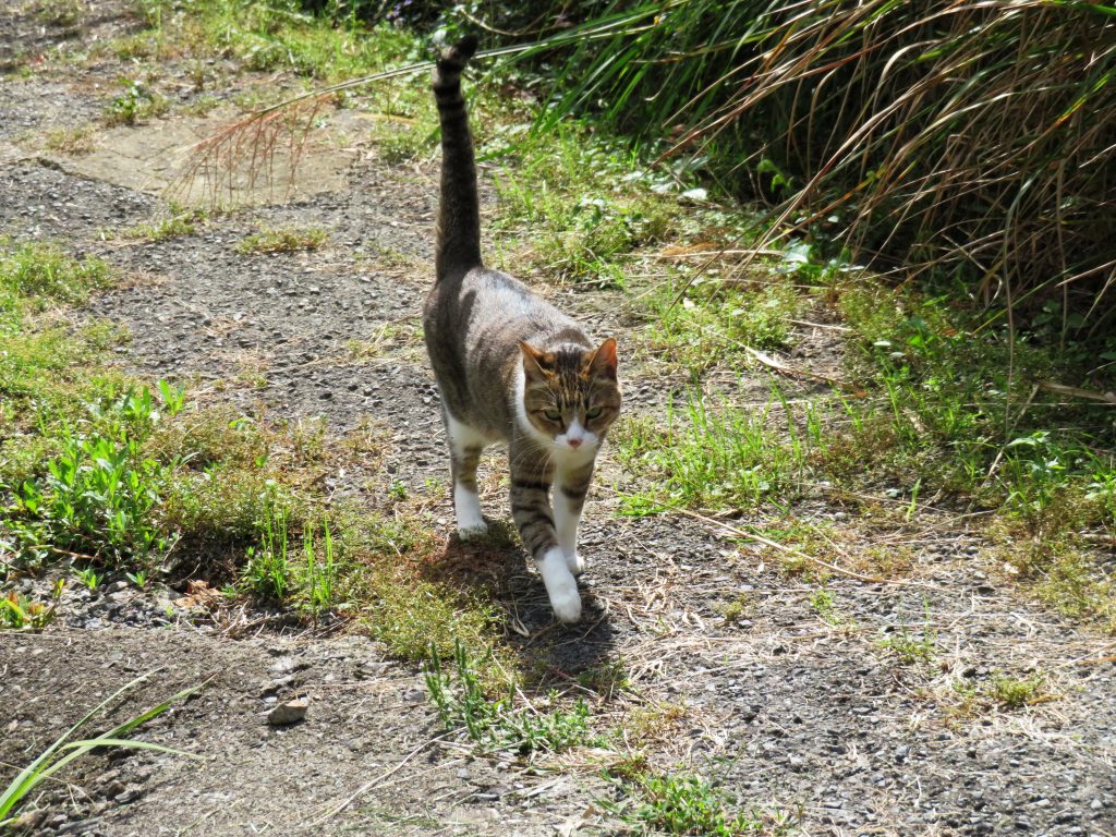 ねこ、風太 巡回