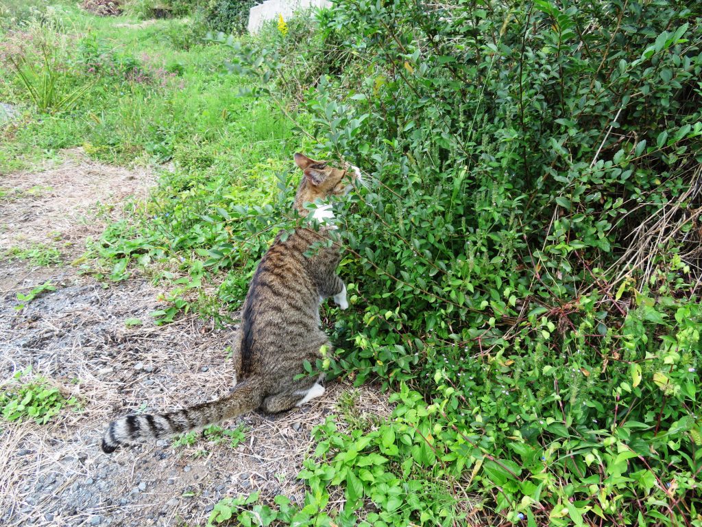 ねこ、風太 巡回