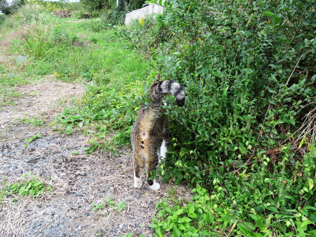 ねこ、風太 巡回