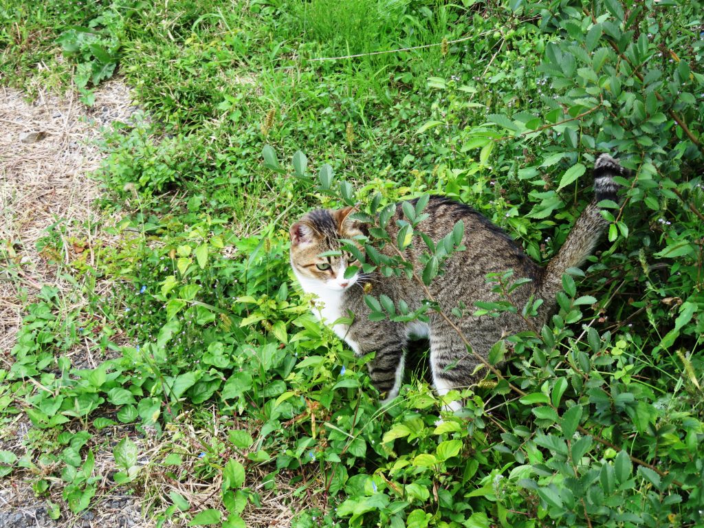 ねこ、風太 巡回