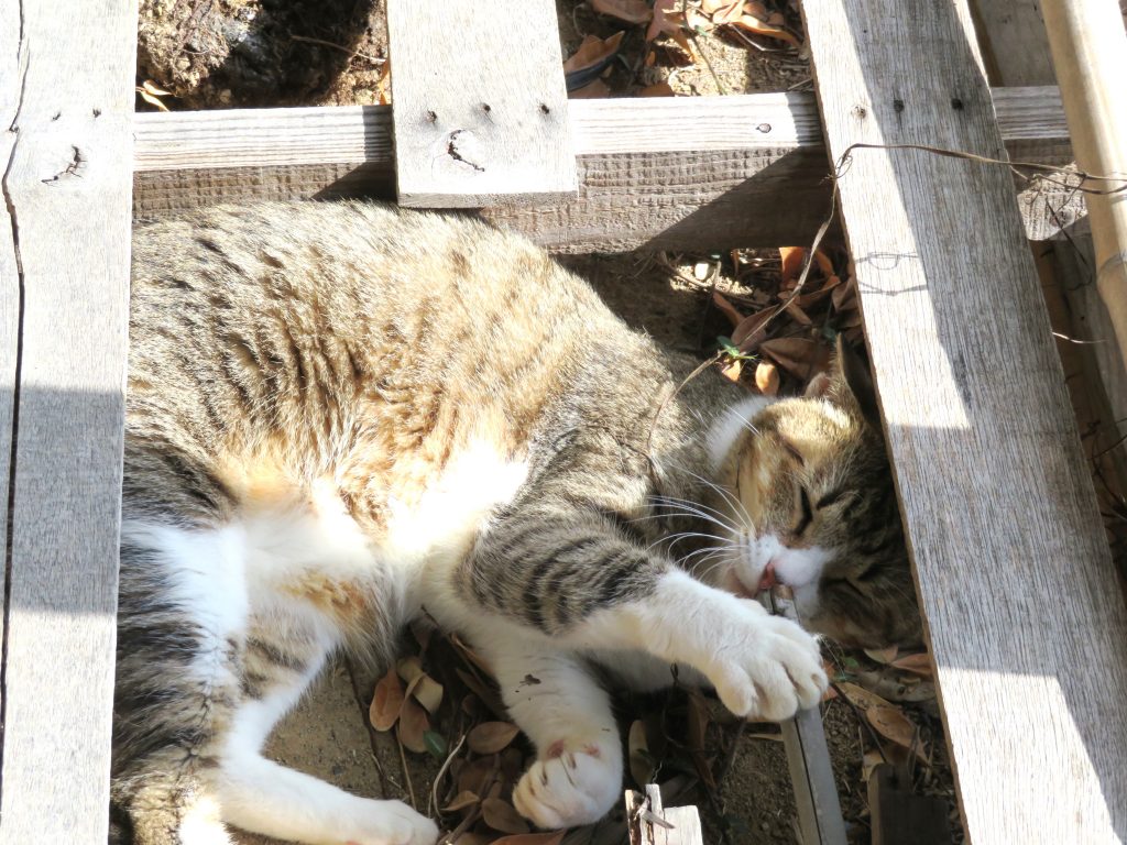 ねこ、風太 ゴロゴロ