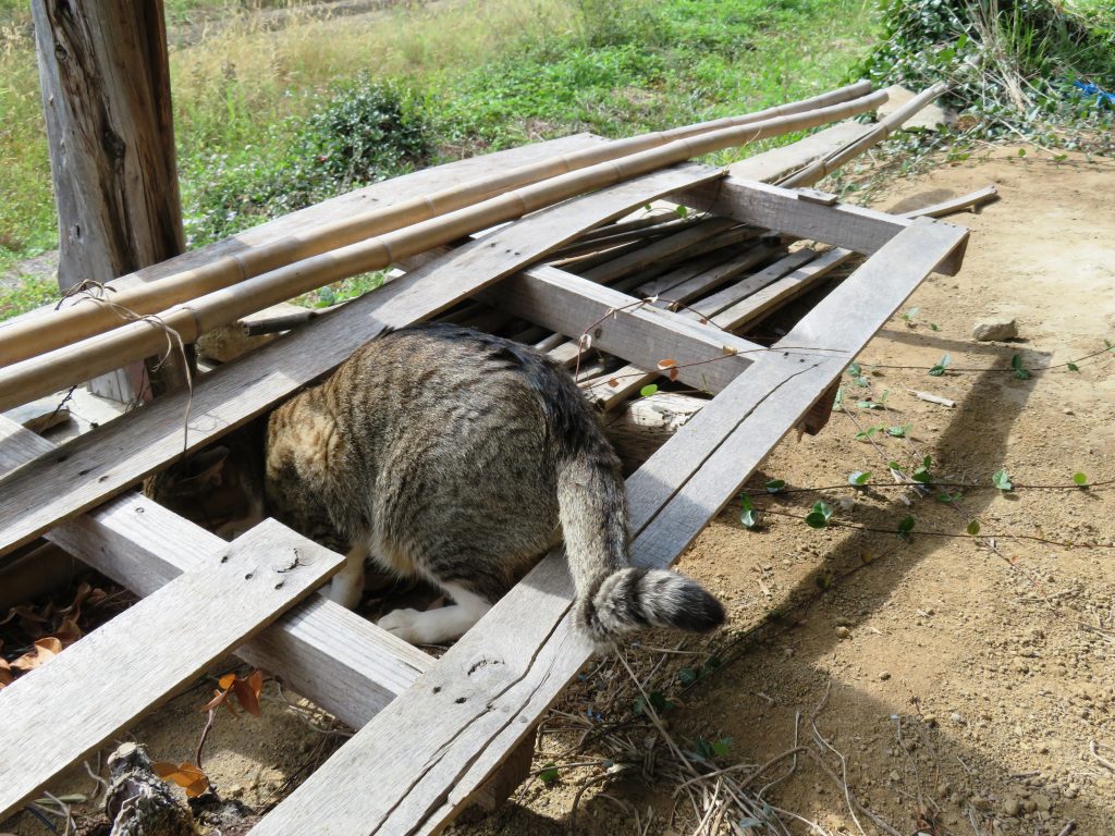 ねこ、風太 ゴロゴロ