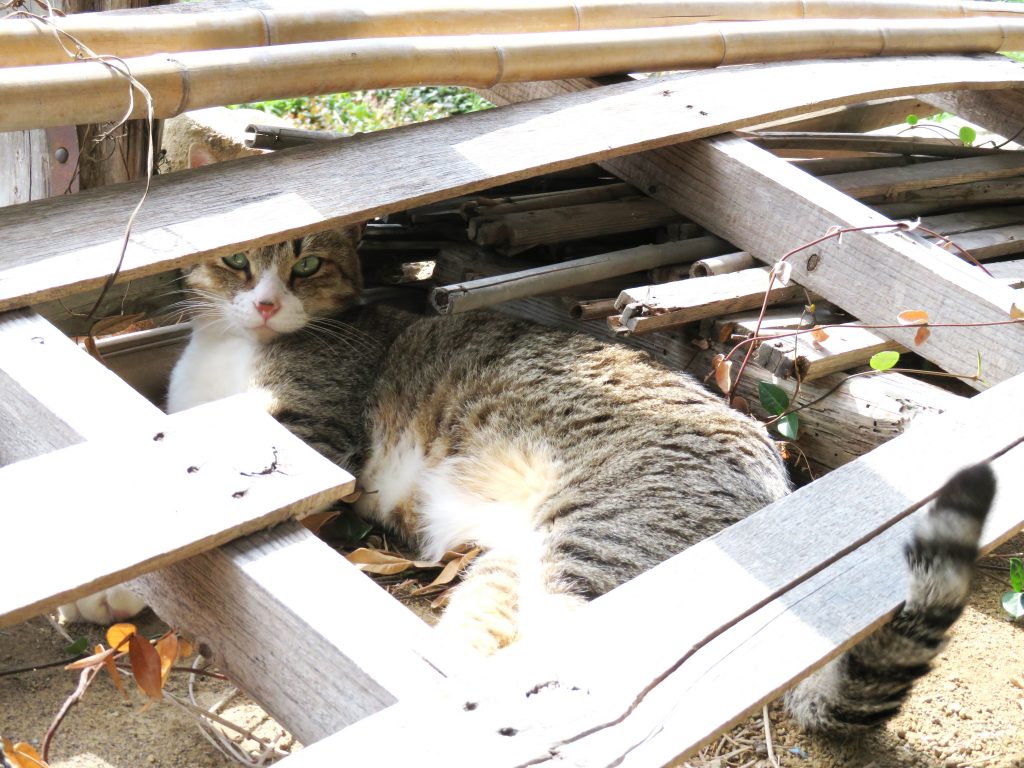 ねこ、風太 ゴロゴロ