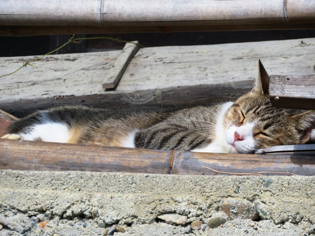 ねこ、風太 ゴロゴロ