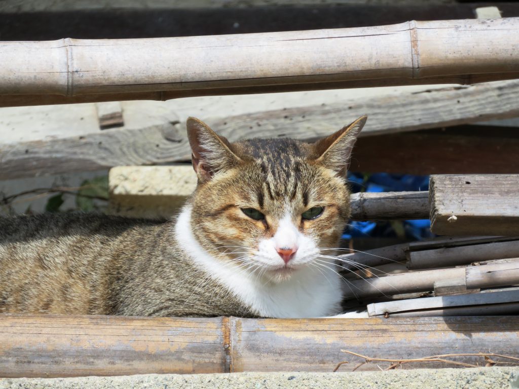 ねこ、風太 ゴロゴロ