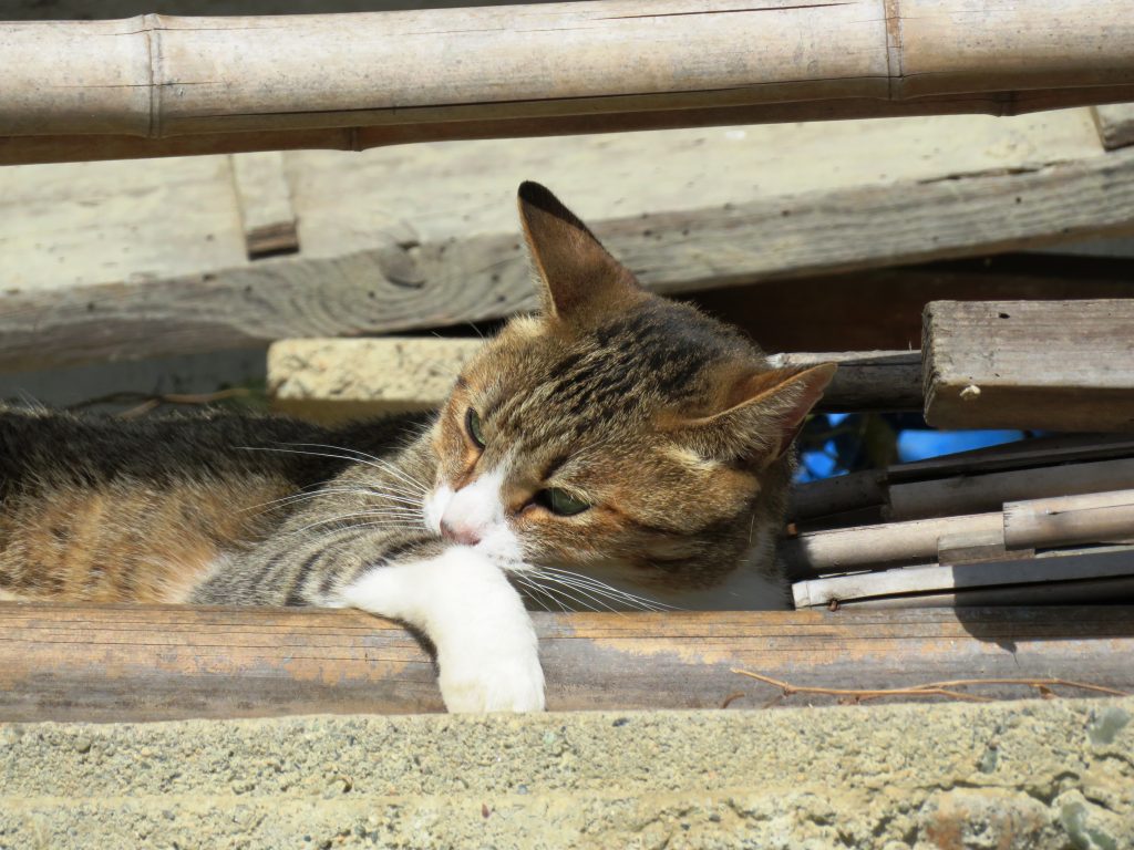 ねこ、風太 ゴロゴロ