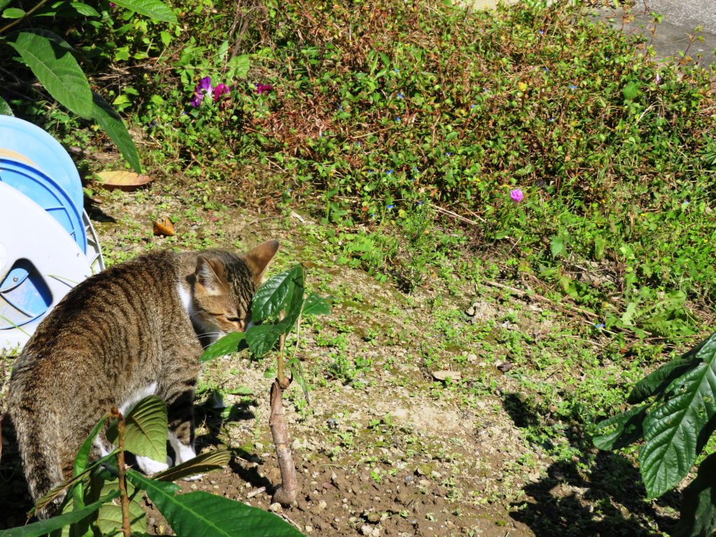 ねこ、風太 巡回
