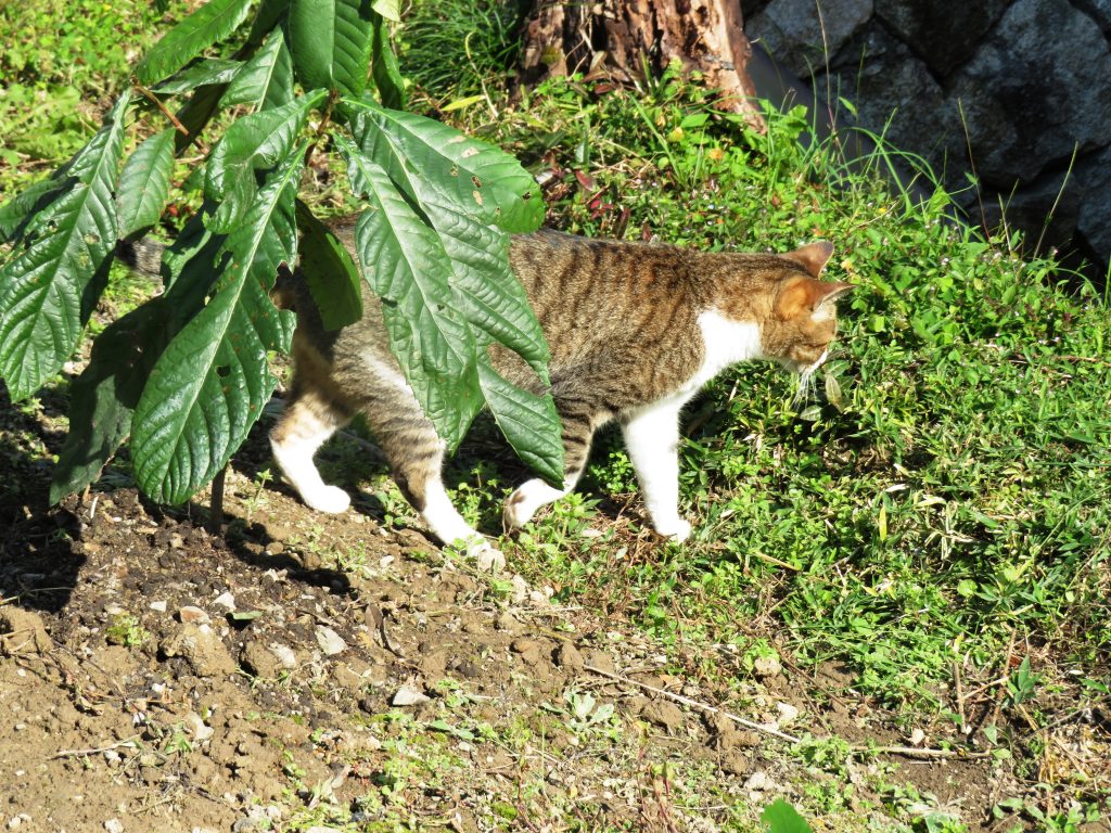 ねこ、風太 巡回