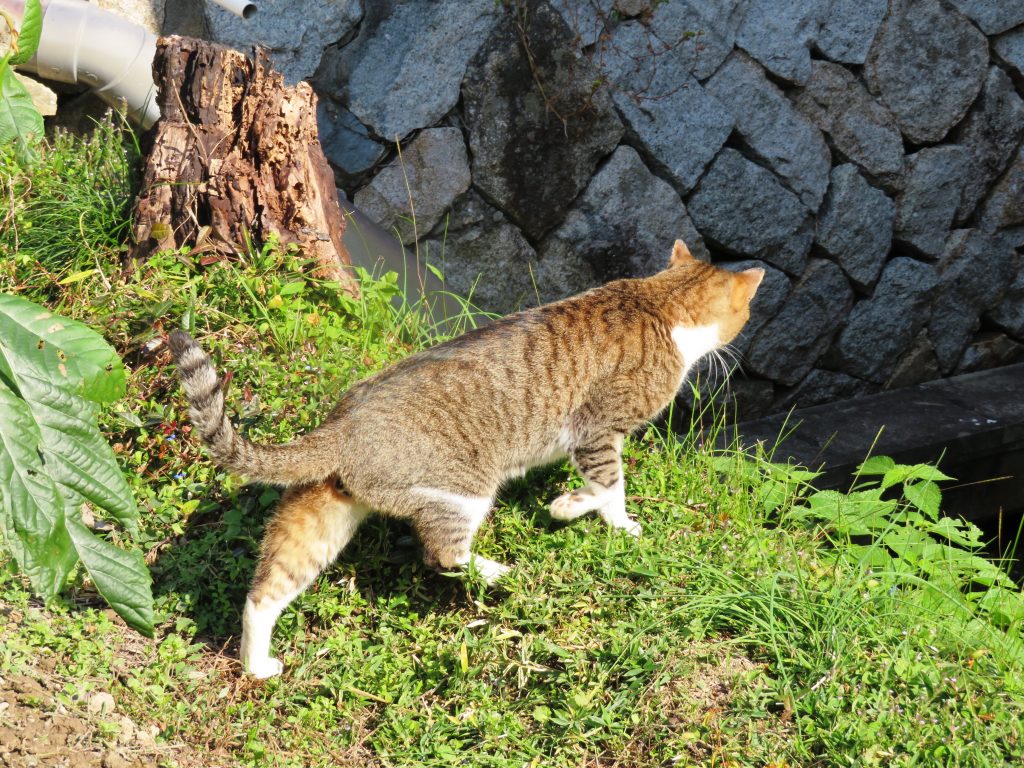 ねこ、風太 巡回