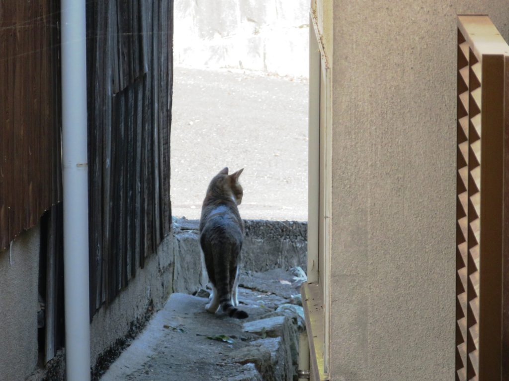 ねこ、風太 巡回