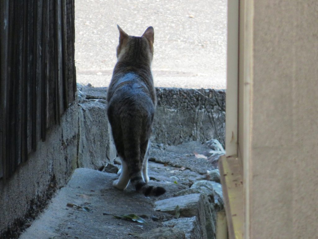 ねこ、風太 巡回