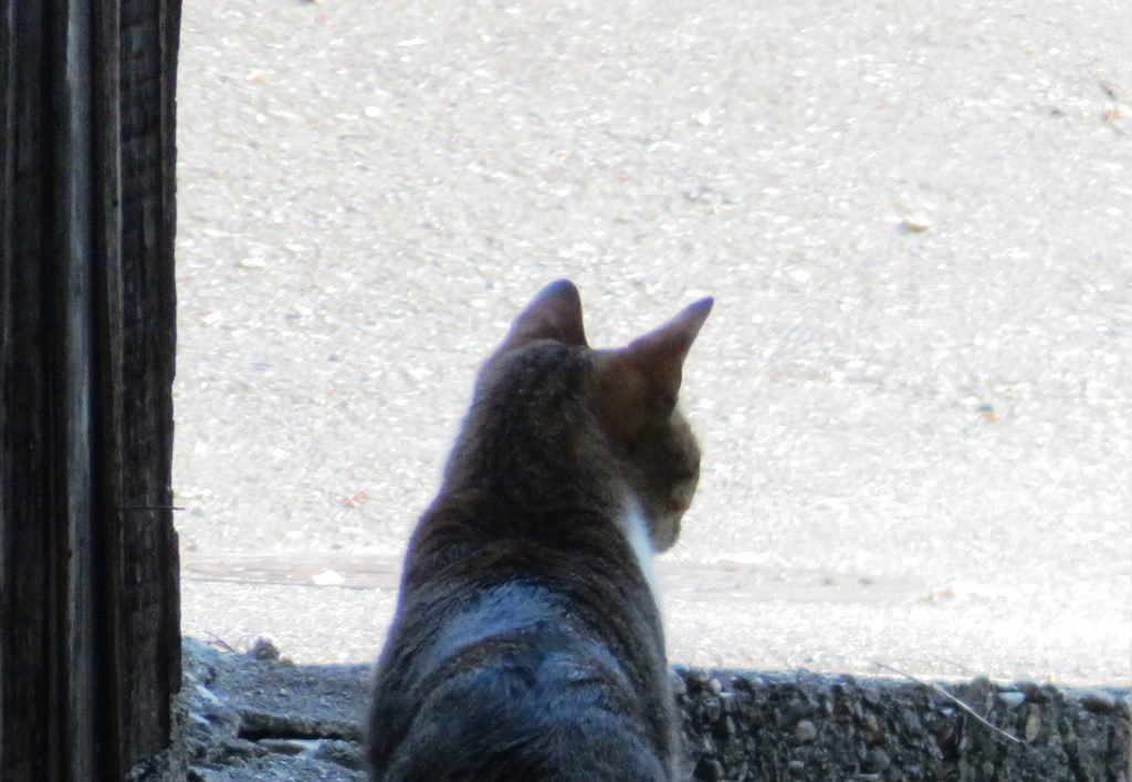 ねこ、風太 巡回