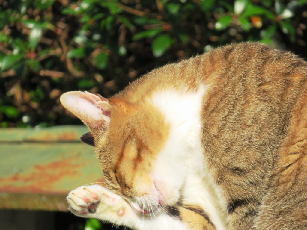 ねこ、風太 巡回