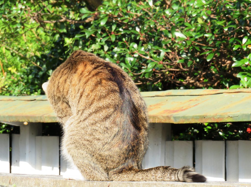 ねこ、風太 巡回