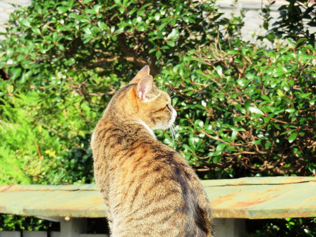 ねこ、風太 巡回