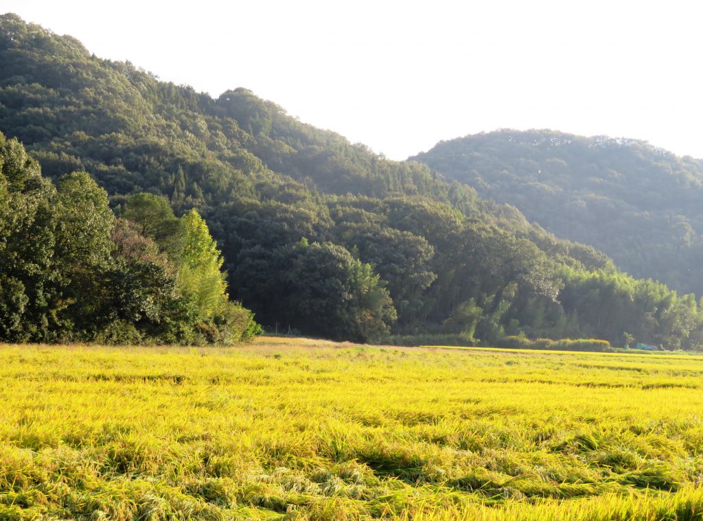田舎の秋