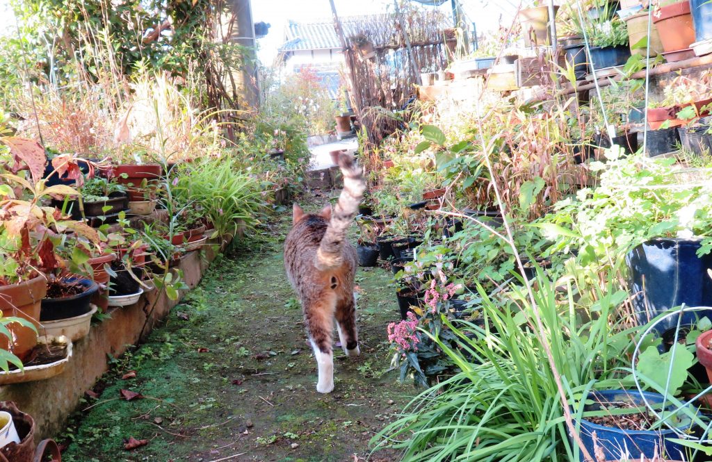 ねこ、風太 巡回