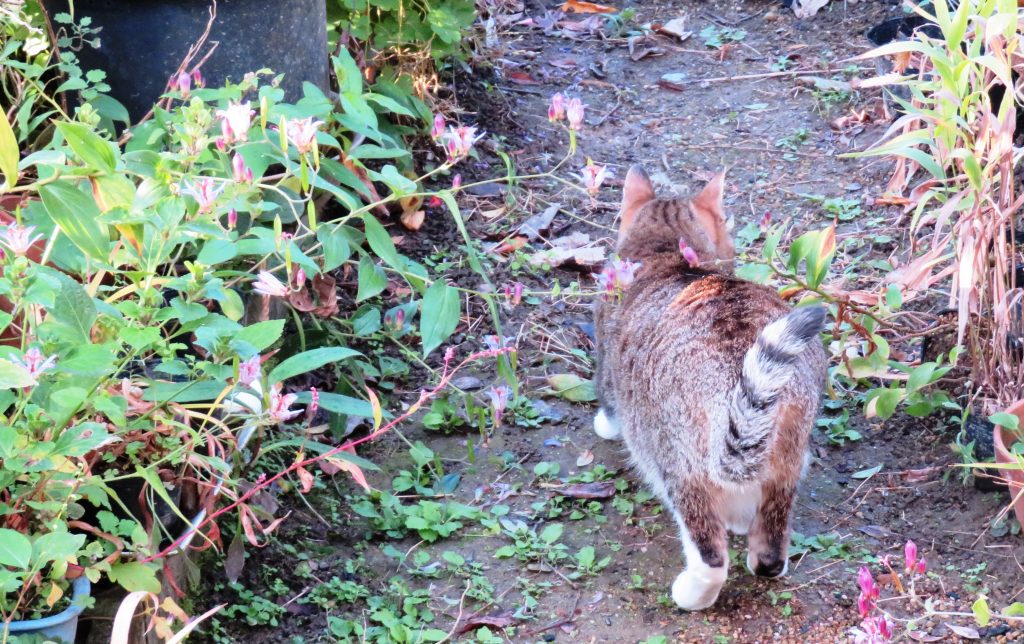 ねこ、風太 巡回
