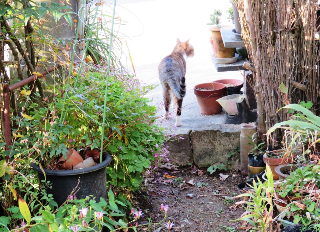 ねこ、風太 巡回