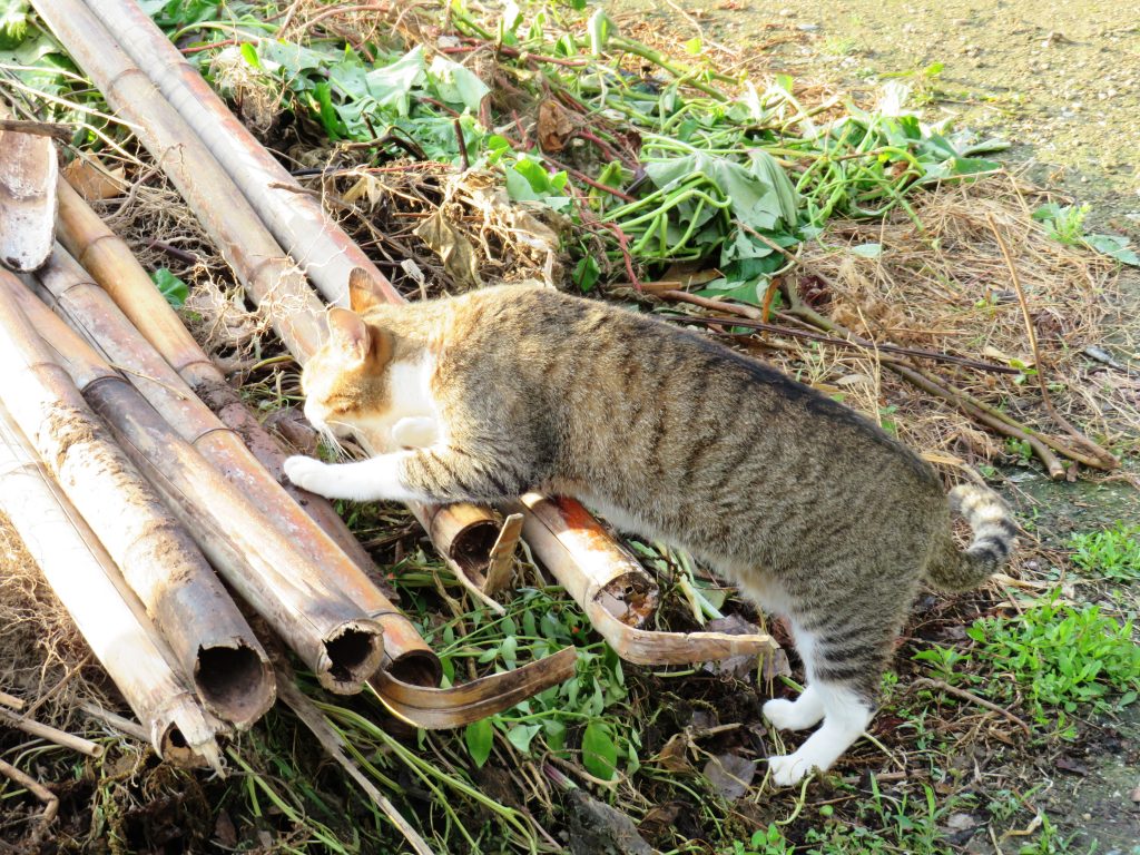 ねこ、風太 巡回