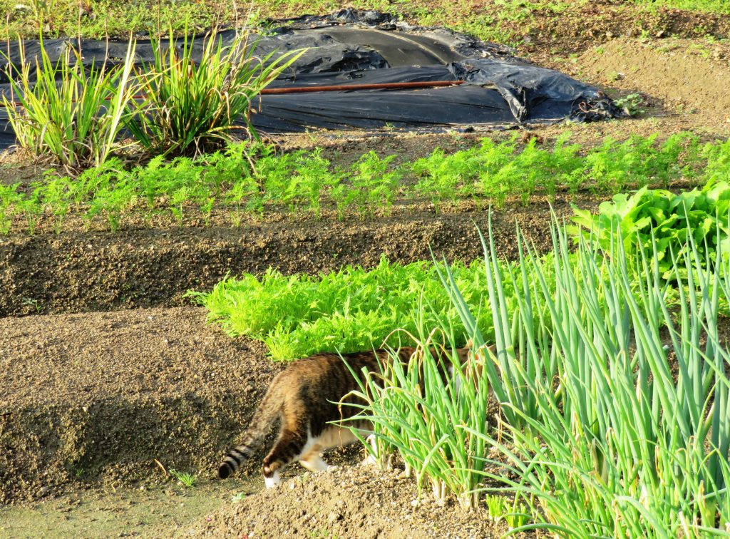 ねこ、風太 巡回