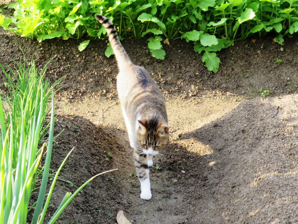 ねこ、風太 巡回