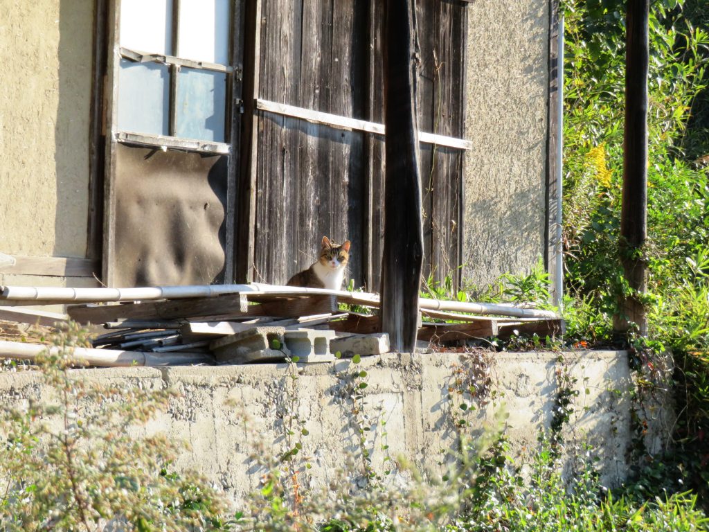 ねこ、風太 巡回